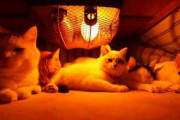【ねこ動画】こたつの中のねこたち、のらねこと消防士 ほか【再】