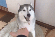 【悲報】シベリアンハスキー、人間に飼いならされて完全に野性を失う