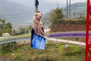 【鬼畜】中国人さん、豚にバンジージャンプをさせ叫び声を聞き大笑い