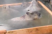 【朗報】カピバラさん、大晦日に檜風呂を満喫してしまうwww