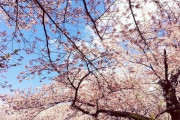 毎年公園脇のスーパーでお花見弁当を買って桜を見ながら食べた。今年はひとり、嫁の好きそうな味ご飯のお弁当を選んで、雨の中で濡れながら食べた