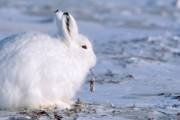 北極圏にいるウサギ、種の中で最も長距離を移動する