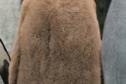 コウテイペンギンの赤ちゃん、貫禄がありすぎる