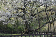 中央日報　２０５０年の道には「韓国の桜」飛ばそう…「桜の解放」に取り組む人々　[04/11]
