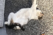 【閲覧注意】猫が道でのびてる