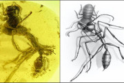 9900万年前の「古代種アリ」が凶悪すぎる！食事シーンを閉じ込めた「激レア琥珀」が発掘される！！