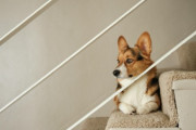 【動画】コーギーの赤ちゃん、階段から降りられなくて泣き叫んでしまう🥺
