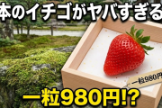 【海外の反応】日本のスーパーにある「イチゴ1粒980円」に外国人がドン引き「誰が買うの？」「完全に富豪の遊び」