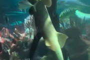【悲報】ロシアの水族館さん、サメとダイバーが一緒にダンスするサービスを開始し海外から批判を受ける・・・「サメが可哀想」、「とても残酷だ」（動画あり）