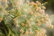 【終わり】来春のスギ花粉の量、10年間で最大に