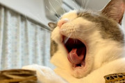 【画像】ネコさん、舌が綺麗過ぎる