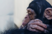 【悲報】飼育係「どうして他のチンパンジーと一緒にいないの？」手話を覚えたチンパンジー「彼らは昆虫だから」