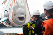 中国の水族館で飼育されていたシロイルカ、イギリスの慈善団体によって助けられ9年ぶりに海へと帰る -アイスランド