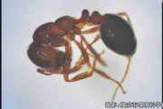 横浜港 中国の貨物船コンテナからヒアリ 女王アリも初の確認