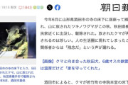 山形で山に放ったクマ、秋田の人里に出没して駆除