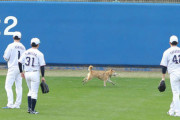 【画像】無観客ヤクルトキャンプに侵入者？犬が“観客１号”