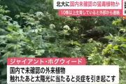【国内未確認】北大に世界一危険な猛毒植物「バイカルハナウド」生育か…欧米では繁殖力の強い雑草