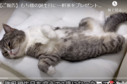 【朗報】大人気猫系YouTuberもちまる日記、猫で稼いだ金で『一軒家』を買うｗｗｗｗ