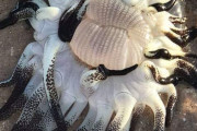 【閲覧注意】海岸で見たこともない生物が発見される