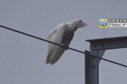 【朗報】カラスの色違いが発見される