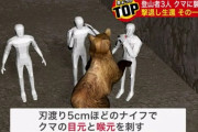 【北海道】消防士3人で登山中、ヒグマの襲撃を受ける → 刃渡り5cmのナイフで応戦しヒグマに勝利