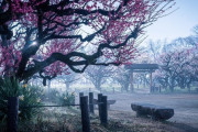 まるで別世界...濃霧に包まれた大阪城梅園が幻想的すぎる【写真】