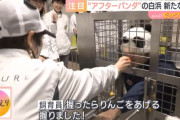 パンダが居なくなったアドベンチャーワールド　飼育員をパンダにしてしまうｗｗｗｗｗｗｗｗ