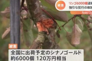 【岩手】リンゴ６０００個盗難、強引な犯行の痕跡　警察は複数による犯行とみて捜査