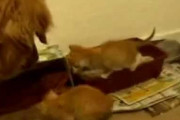 【ねこ動画】子犬と子猫、子猫だいすきわんこ ほか