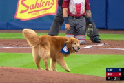 【海外の反応】ドジャース若手有望株、バット回収犬を避けて大怪我【MLB】