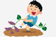 【怒報】幼稚園児が育てたサツマイモ、芋掘り直前に全て踏みつけられる。