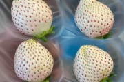 海外「苦いの？甘いの？」日本の白いちごが海外で話題に！←初めて見たんだが有名な品種なの？　海外の反応