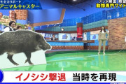 【gif】与田ちゃん、イノシシを蹴るｗｗｗ【乃木坂46】