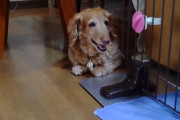 今年14歳になるウチの犬です