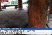 【閲覧注意】韓国人「韓国に気持ちの悪い虫が大量発生！公園が虫だらけに‥」　韓国の反応