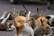 【ねこ画像】みかんネットを被った猫さん…違う生物みたいですが、意外と冷静なご様子ですwww