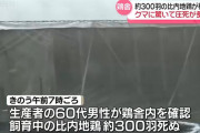 比内地鶏約300羽が死んでいるのが見つかる　クマに驚いて圧死したか