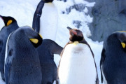 【動物】ペンギンの「ふん」から大量の笑気ガスが発生していると判明、研究者もガンギマリに