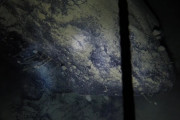 【新種】南極の海底で「謎の生命体」が発見される
