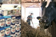 円安でエサ代高騰酪農家「お願い。牛乳を買って」