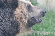 【動画】外国人さん「クマなんて素手で余裕やでw」→結果ｗｗｗｗｗｗｗｗ