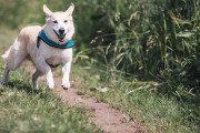 犬の名前をダークネスにした結果ｗｗｗ
