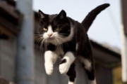【ねこ画像】颯爽とジャンプする瞬間を激写された猫さん達…キリッとしたお顔ですwww