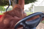 【動画】オランウータンさん?、運転ができる