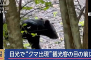 【湖水浴】日光でクマ出現！観光客の目の前で泳ぐ