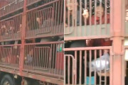 【動画】中国、コロナ陽性者を養豚場の豚輸送トラックで隔離施設へ移送！その様子
