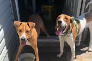 うれしい再会！引き取った保護犬に隣人の犬を紹介したところ同じ動物保護施設で仲良しだったことが判明！