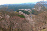吉野山の千本桜で下・中・上は、いまから週末までが見ごろやろか