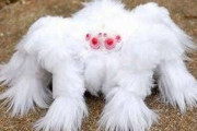 【朗報】アルビノの蜘蛛がかわいい