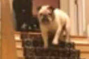 うちのイヌが２階にいた。よっとっとっ♪ → 降り方はこうなります…